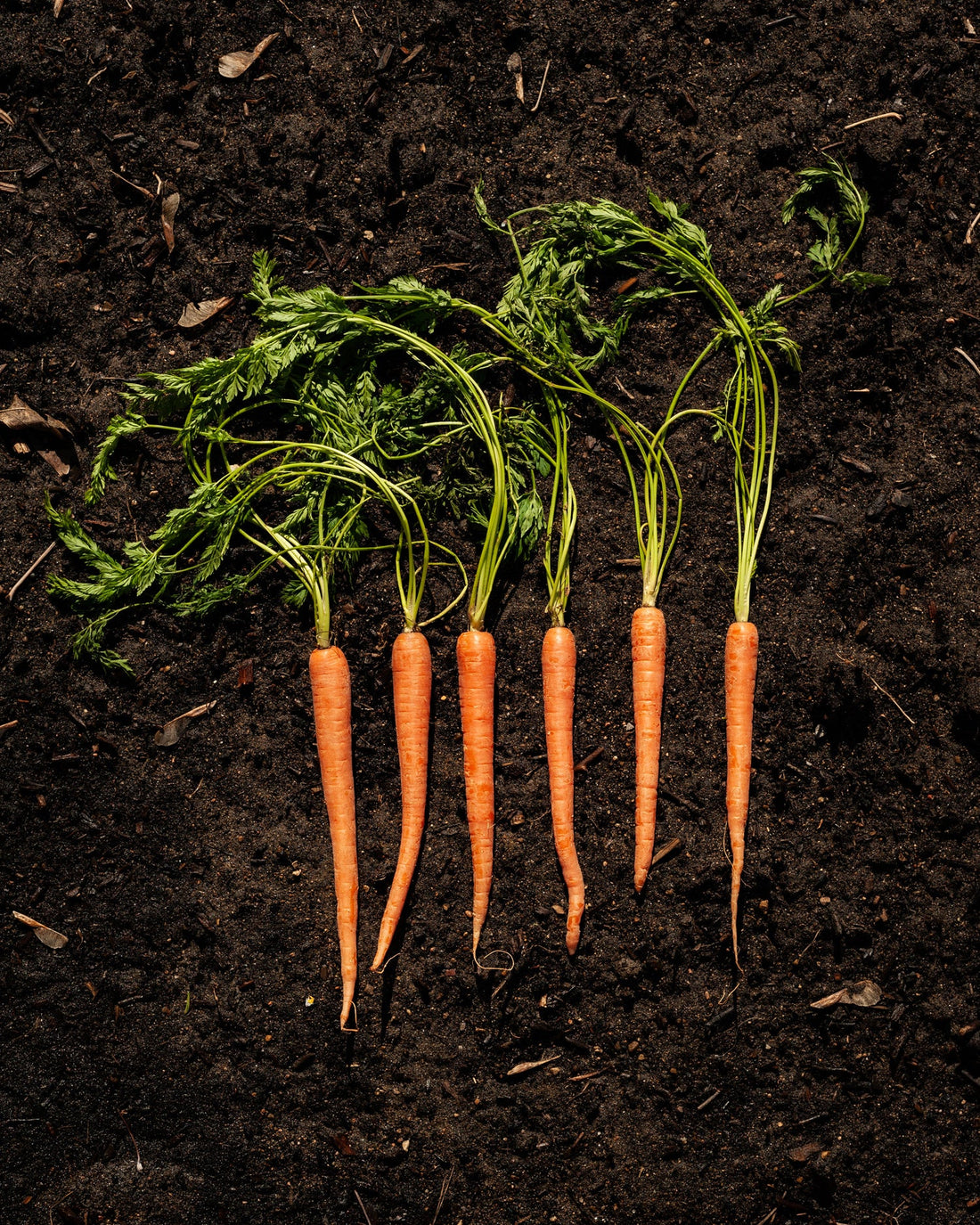 Image of orange carrots with green stems against brown soil background