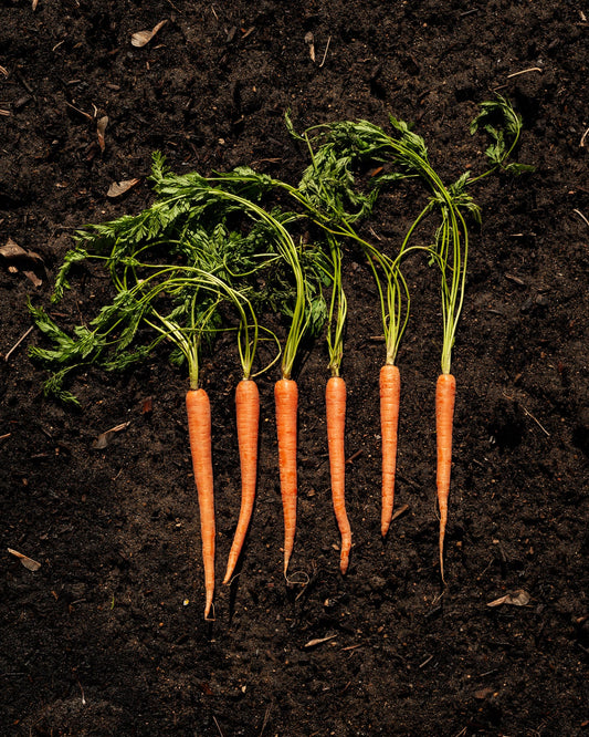 Image of orange carrots with green stems against brown soil background